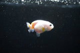 Baby Ranchu  Calico 2.5 Inch (ID#1126R9c-31) Free2Day SHIPPING