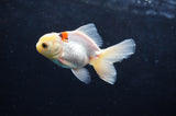 Juvenile Thai Oranda  Red White 3 Inch (ID#422T13b-74) Free2Day SHIPPING
