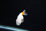 Baby Ranchu  Calico 2.5 Inch (ID#1126R9c-31) Free2Day SHIPPING