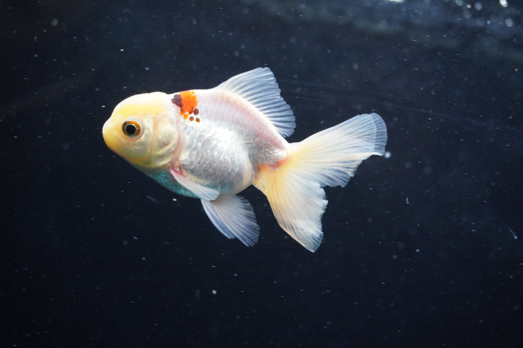Juvenile Thai Oranda  Red White 3 Inch (ID#422T13b-74) Free2Day SHIPPING