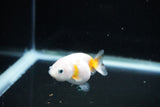 Baby Ranchu  Calico 2.5 Inch (ID#1126R9c-31) Free2Day SHIPPING