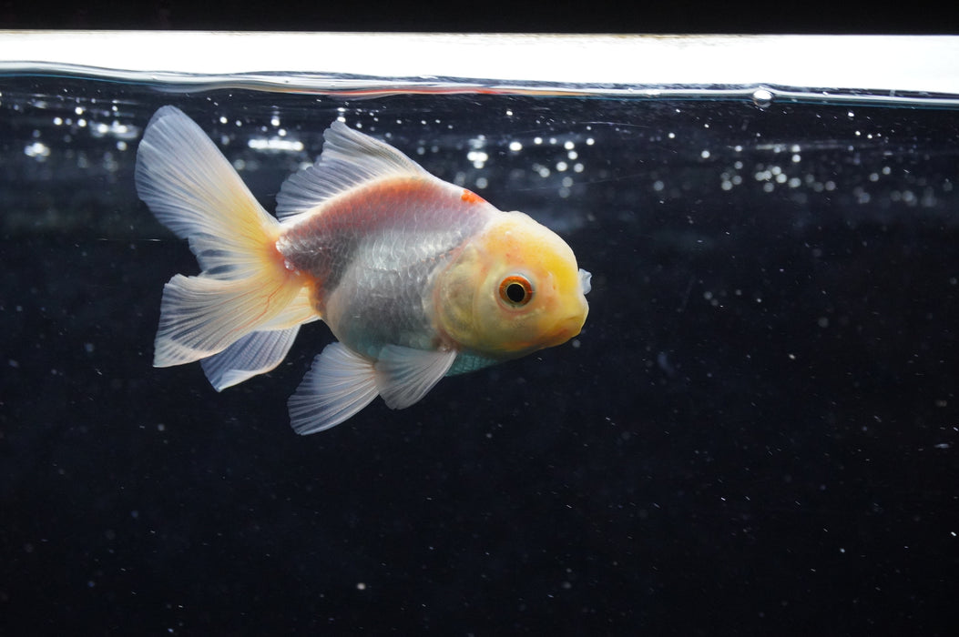Juvenile Thai Oranda  Red White 3 Inch (ID#422T13b-74) Free2Day SHIPPING