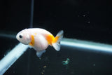 Baby Ranchu  Calico 2.5 Inch (ID#1126R9c-31) Free2Day SHIPPING