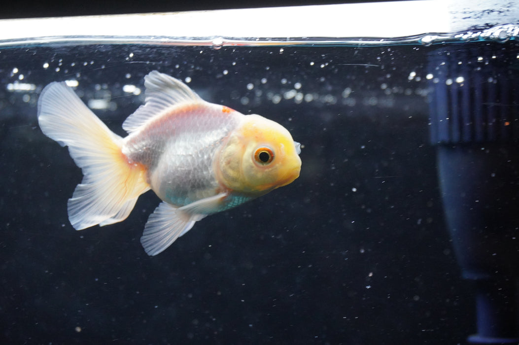 Juvenile Thai Oranda  Red White 3 Inch (ID#422T13b-74) Free2Day SHIPPING