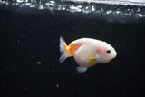 Baby Ranchu  Calico 2.5 Inch (ID#1126R9c-31) Free2Day SHIPPING