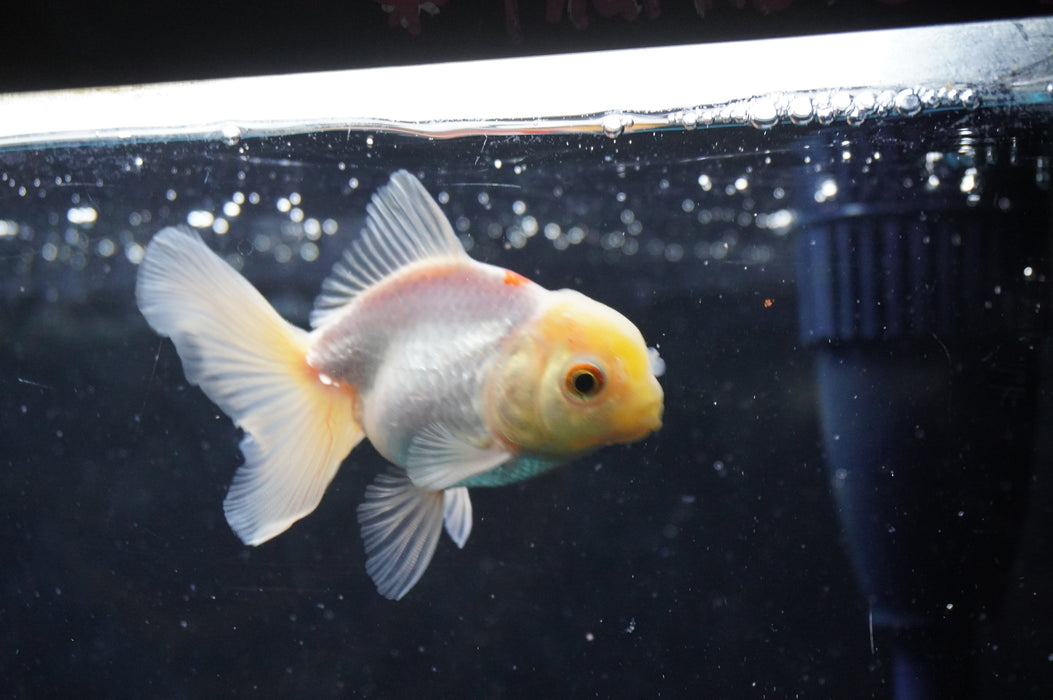 Juvenile Thai Oranda  Red White 3 Inch (ID#422T13b-74) Free2Day SHIPPING