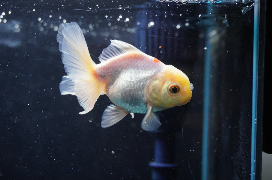 Juvenile Thai Oranda  Red White 3 Inch (ID#422T13b-74) Free2Day SHIPPING