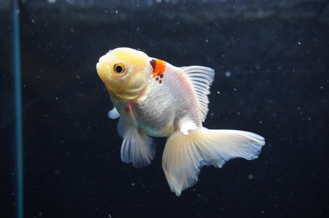 Juvenile Thai Oranda  Red White 3 Inch (ID#422T13b-74) Free2Day SHIPPING
