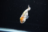 Baby Ranchu  Calico 2.5 Inch (ID#1126R9c-32) Free2Day SHIPPING