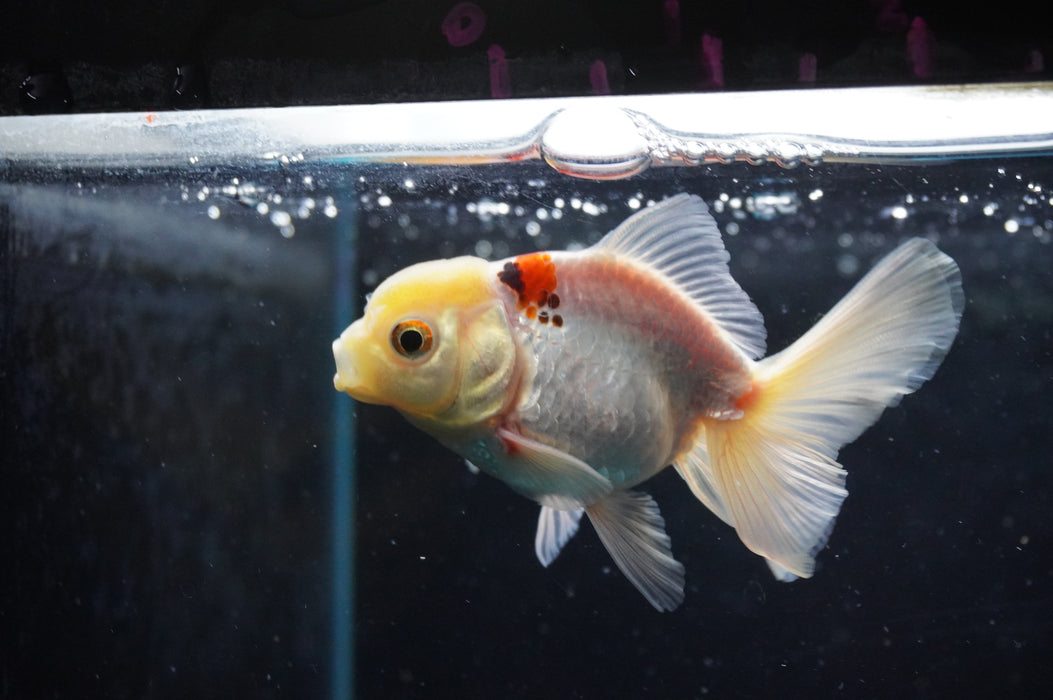 Juvenile Thai Oranda  Red White 3 Inch (ID#422T13b-74) Free2Day SHIPPING