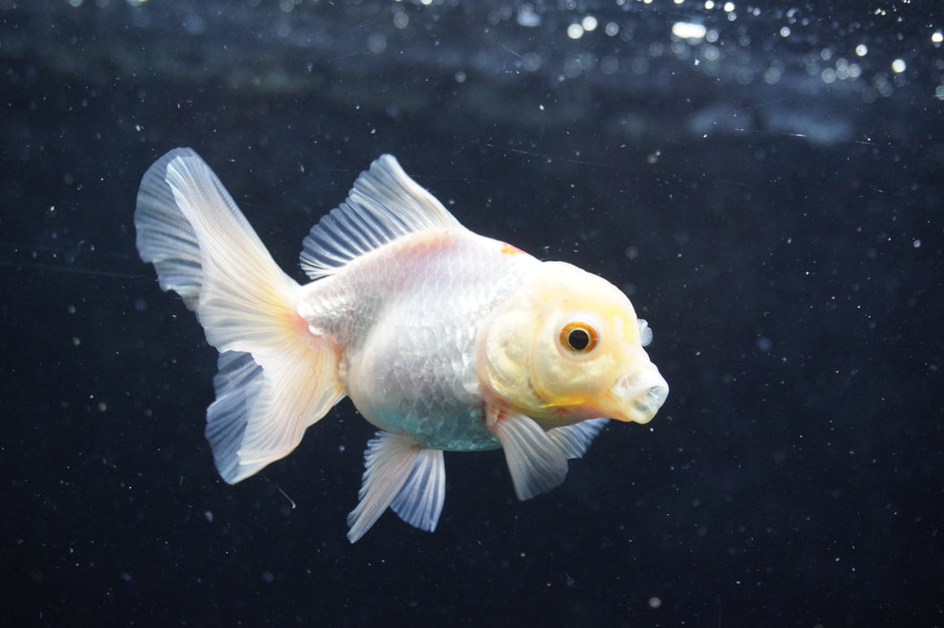 Juvenile Thai Oranda  Red White 3 Inch (ID#422T13b-74) Free2Day SHIPPING