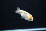 Baby Ranchu  Calico 2.5 Inch (ID#1126R9c-32) Free2Day SHIPPING