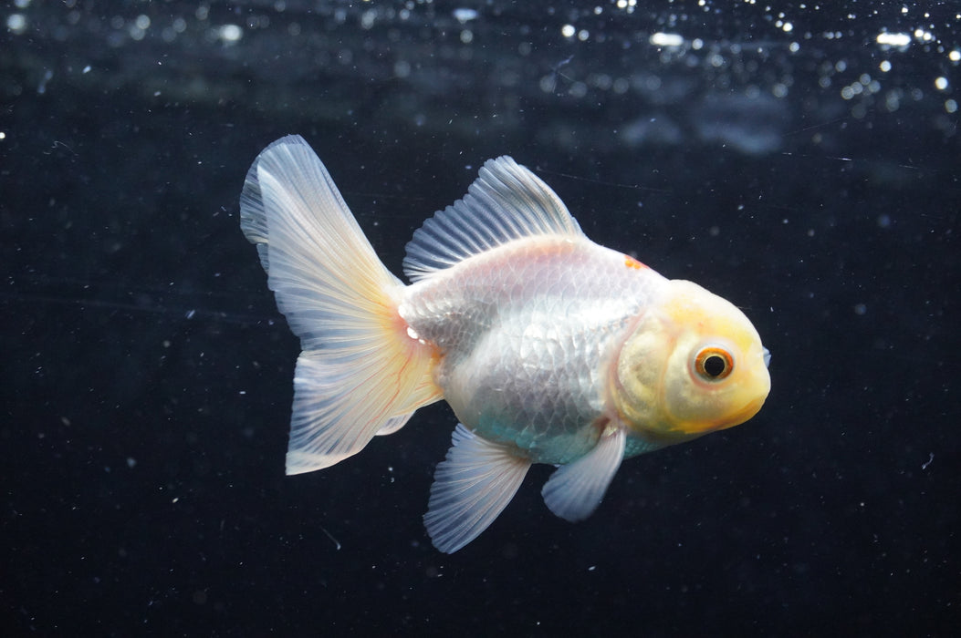 Juvenile Thai Oranda  Red White 3 Inch (ID#422T13b-74) Free2Day SHIPPING
