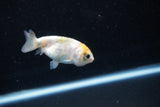 Baby Ranchu  Calico 2.5 Inch (ID#1126R9c-32) Free2Day SHIPPING