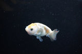 Baby Ranchu  Calico 2.5 Inch (ID#1126R9c-32) Free2Day SHIPPING