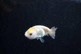 Baby Ranchu  Calico 2.5 Inch (ID#1126R9c-32) Free2Day SHIPPING