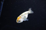 Baby Ranchu  Calico 2.5 Inch (ID#1126R9c-32) Free2Day SHIPPING