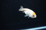 Baby Ranchu  Calico 2.5 Inch (ID#1126R9c-32) Free2Day SHIPPING