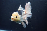 Thai Oranda  Panda 5.5 Inch (ID#1029To6a-113)