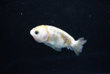 Baby Ranchu  Calico 2.5 Inch (ID#1126R9c-32) Free2Day SHIPPING