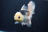 Thai Oranda  Panda 5.5 Inch (ID#1029To6a-113)