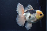 Thai Oranda  Panda 5.5 Inch (ID#1029To6a-113)