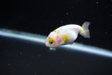 Baby Ranchu  Calico 2.5 Inch (ID#1126R9c-33) Free2Day SHIPPING