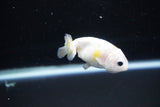 Baby Ranchu  Calico 2.5 Inch (ID#1126R9c-33) Free2Day SHIPPING