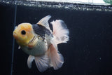 Thai Oranda  Panda 5.5 Inch (ID#1029To6a-113)