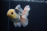 Thai Oranda  Panda 5.5 Inch (ID#1029To6a-113)