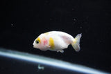 Baby Ranchu  Calico 2.5 Inch (ID#1126R9c-33) Free2Day SHIPPING