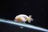 Baby Ranchu  Calico 2.5 Inch (ID#1126R9c-33) Free2Day SHIPPING