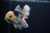 Thai Oranda  Panda 5.5 Inch (ID#1029To6a-113)