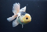 Thai Oranda  Panda 5.5 Inch (ID#1029To6a-113)