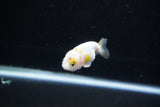 Baby Ranchu  Calico 2.5 Inch (ID#1126R9c-33) Free2Day SHIPPING