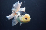 Thai Oranda  Panda 5.5 Inch (ID#1029To6a-113)