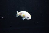 Baby Ranchu  Calico 2.5 Inch (ID#1126R9c-33) Free2Day SHIPPING