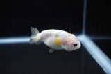 Baby Ranchu  Calico 2.5 Inch (ID#1126R9c-33) Free2Day SHIPPING