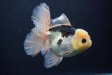 Thai Oranda  Panda 5.5 Inch (ID#1029To6a-113)