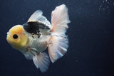 Thai Oranda  Panda 5.5 Inch (ID#1029To6a-113)