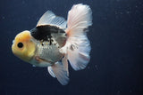 Thai Oranda  Panda 5.5 Inch (ID#1029To6a-113)