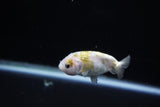 Baby Ranchu  Calico 2.5 Inch (ID#1126R9c-34) Free2Day SHIPPING