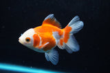 Juvenile Thai Oranda  Red White 3.5 Inch (ID#422T13b-76) Free2Day SHIPPING