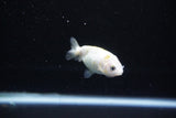 Baby Ranchu  Calico 2.5 Inch (ID#1126R9c-34) Free2Day SHIPPING