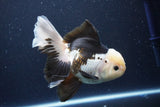 Thai Oranda  Panda 6 Inch (ID#1029To6b-114)