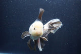 Thai Oranda  Panda 6 Inch (ID#1029To6b-114)