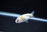 Baby Ranchu  Calico 2.5 Inch (ID#1126R9c-34) Free2Day SHIPPING