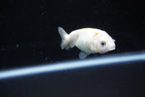 Baby Ranchu  Calico 2.5 Inch (ID#1126R9c-34) Free2Day SHIPPING