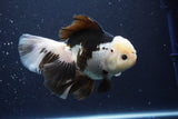 Thai Oranda  Panda 6 Inch (ID#1029To6b-114)