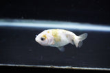 Baby Ranchu  Calico 2.5 Inch (ID#1126R9c-34) Free2Day SHIPPING